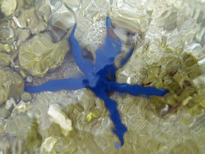 Blue Starfish - Western Reef - Natadola Bay - Fiji Islands - 25 June 2010 - 9:49