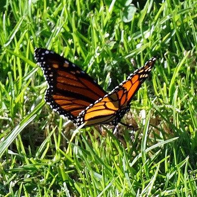 Levlyn Reserve - Katikati - New Zealand - 30 April 2014 - 15:33