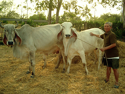 Chayaphum - Thailand - 7 March 2004 - 16:52