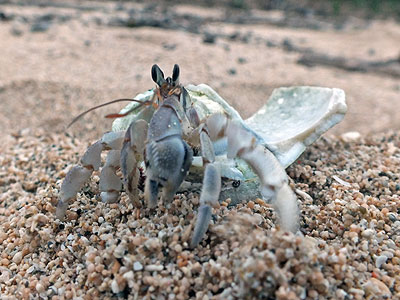 Hermit Crab - Natadola Beach - Viti Levu - Fiji Islands - 20 May 2011 - 17:39