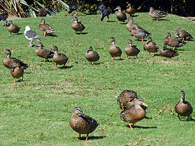 Tahuna Torea Reserve - Glendowie - Auckland - New Zealand - 16 February 2014 - 16:49