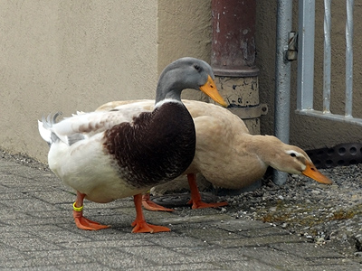 Umkircher Strasse - Waltershofen - 6 April 2013 - 14:33