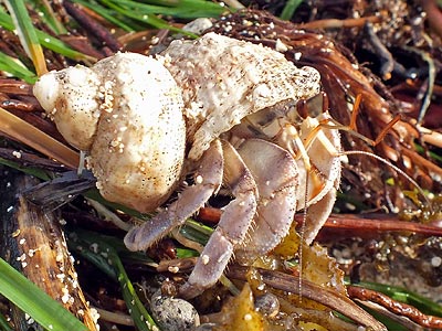 Hermit Crab - Natadola Beach - Fiji Islands - 18 May 2011 - 8:22