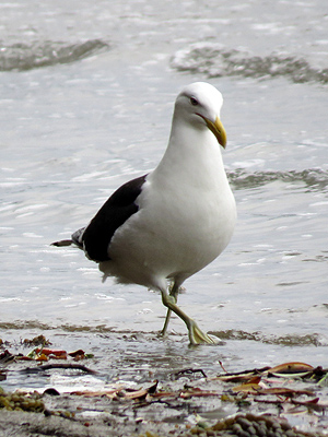 Little Shoal Bay - Auckland - New Zealand - 16 December 2015 - 19:21