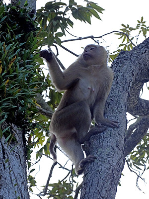 Khao Rang - Phuket - Thailand - 22 October 2013 - 15:35