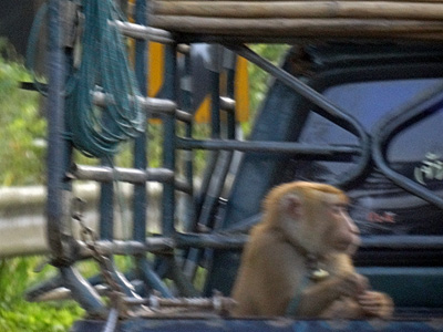 Highway 4 - Kra Buri -&gt; Chumphon - Thailand - 21 April 2013 - 7:53