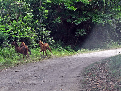 Nadi Bukuya Road - Viti Levu - Fiji Islands - 26 November 2009 - 10:25