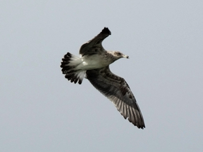 Napier - New Zealand - 29 April 2014 - 10:57