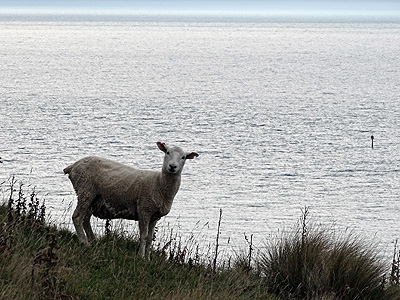 Heyward Point - Aramoana - New Zealand - 6 May 2015 - 11:24