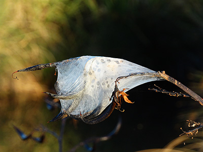 Wetlands - Katikati - New Zealand - 30 January 2014 - 19:55