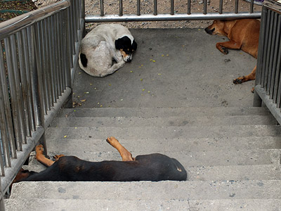 Thanon Sukhumvit - Chalong Rat Expressway - Phra Khanong - Bangkok - 8 February 2012 - 8:41