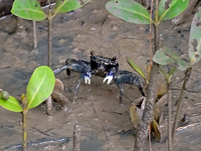 Mangrove Walk - Saphan Hin - Phuket - Thailand - 13 October 2013 - 7:42