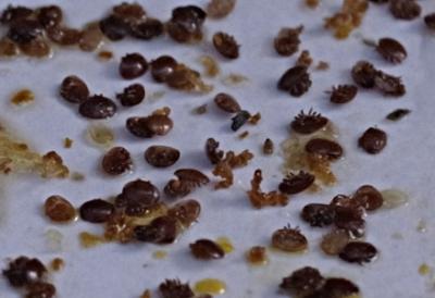 Tote Varroamilben auf der Windel nach Ameisensäurebehandlung