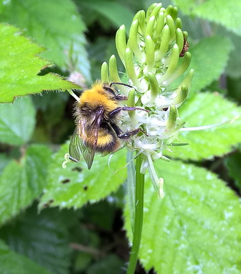 Quelle: C:\fakepath\Wiesenhummel.jpg