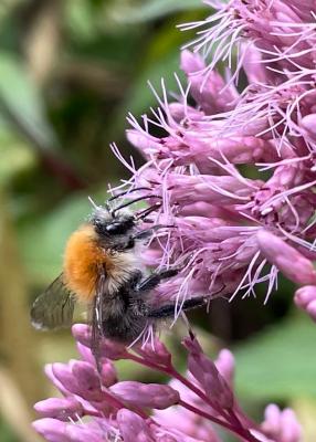 Hummel und Wasserdorst