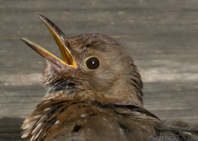 Hechelndes Amselweibchen