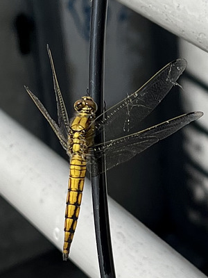 Großer Blaupfeil (Orthetrum cancellatum)