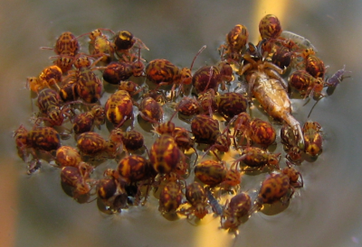 Springschwänze (Collembola) 