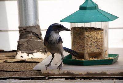 California blue scrub jay