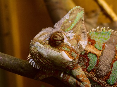 chameleo calyptratus