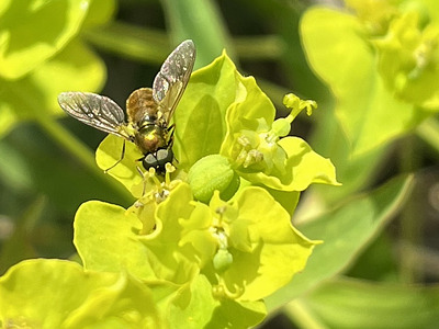 Goldgrüne Waffenfliege (Chloromyia formosa) auf Scharfer Wolfsmilch (Euphorbia esula)