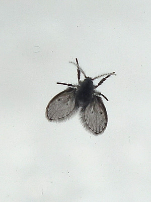 Schmetterlingsmücke (Psychodidae)