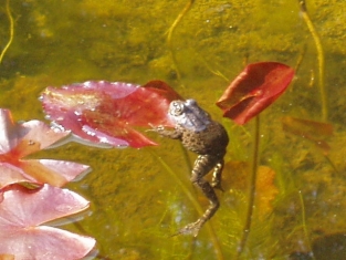 In meinem Gartenteich