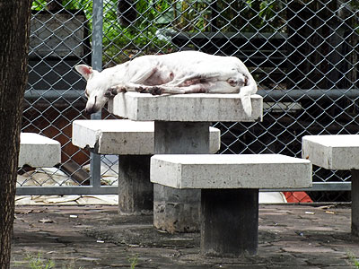 Thanon Mahaisawan - Bang Kho Laem - Bangkok - 21 September 2011 - 8:09