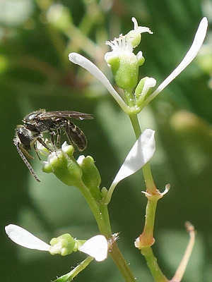 Schmalbiene (Lasioglossum spec.) auf Euphorbia hypericifolia