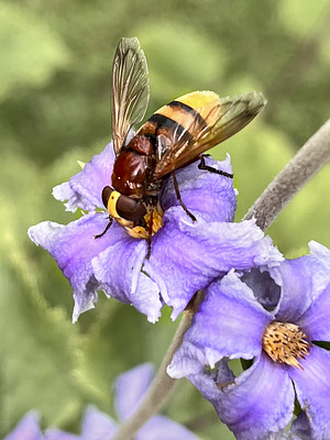 Hornissenschwebfliege (Volucella zonaria) auf Clematis tubulosa