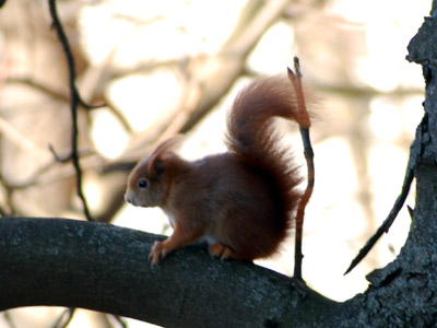 Gegenwind im Baum