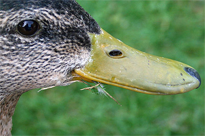 so enten waren auch lange nicht, ich mein bevor ich hier mit kanninchen anfange ;o)