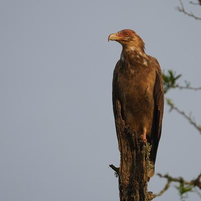Palm-Nut Vulture