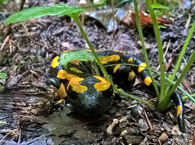 Quelle: C:\fakepath\fire salamander.jpg