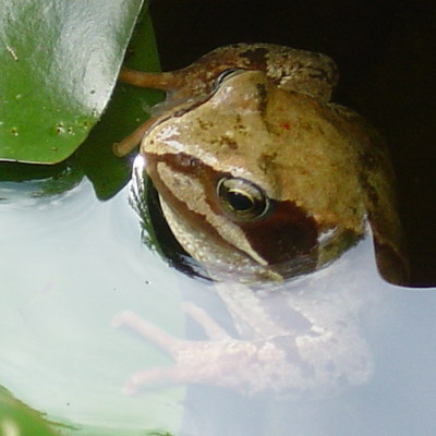 amphibie in einem bayrischen gartenteich