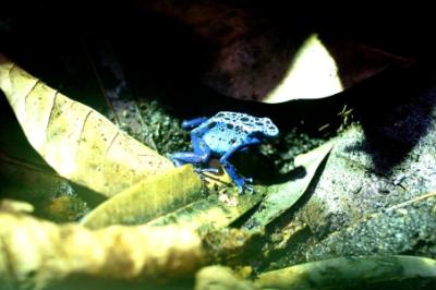 Dendrobates weißichnichi