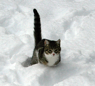 gerda hüpft im schnee