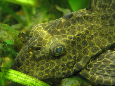  glyptoperichtys gibbiceps  - wabenschilderwels