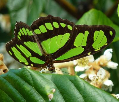 Weiß einer vielleicht ein bisschen mehr über diesen Schmetterling. ca. 100 km nördlich von Sao Paulo im Urwald der Serra de Mantiquera aufgenommen