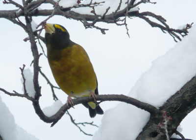 evening grosbeak