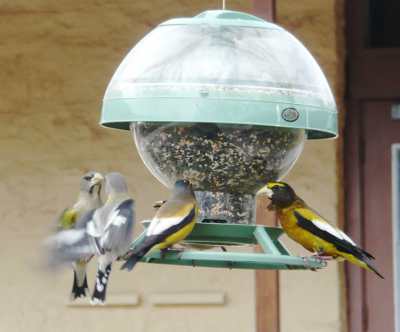 &quot;evening grosbeak&quot; in new mexico. 