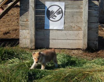 Gefährlicher Schlittenhund auf Grönland...!