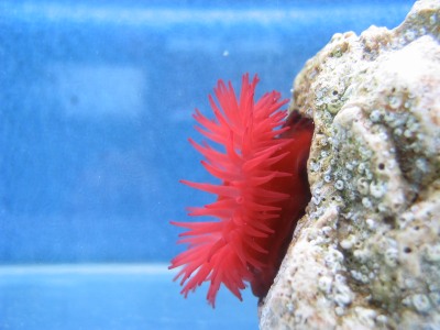 actinia equiena