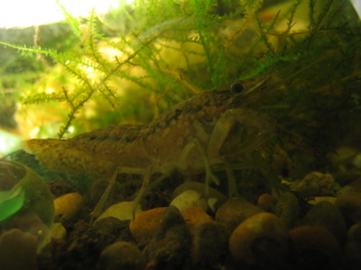 procambarus spec. - die machen auf parthenogenetische vermehrung...