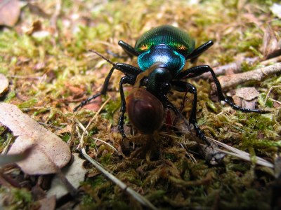 Großer Puppenräuber (Calosoma sycophanta)