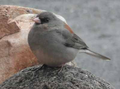 grey-headed junco in new mexico