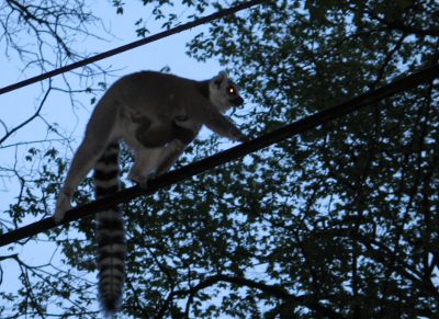 Katta - eine Lemuren Art. Schweriner Park, ausgebuext
