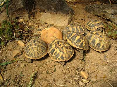 Testudo hermanni b. ein Jahr alt