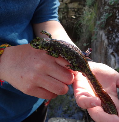 Triturus marmoratus