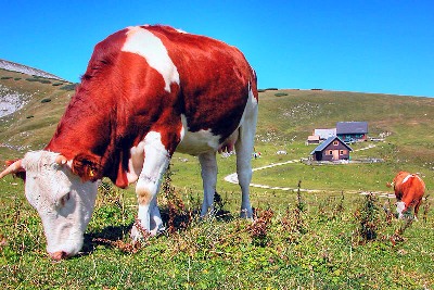 neulich auf der schneealm